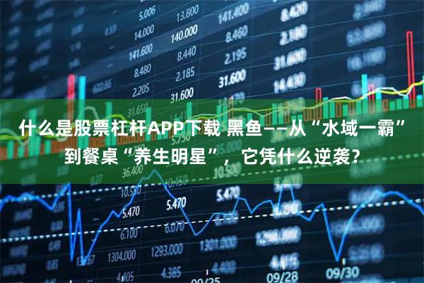 什么是股票杠杆APP下载 黑鱼——从“水域一霸”到餐桌“养生明星”，它凭什么逆袭？